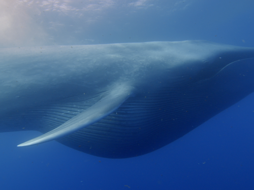 Blue whale
