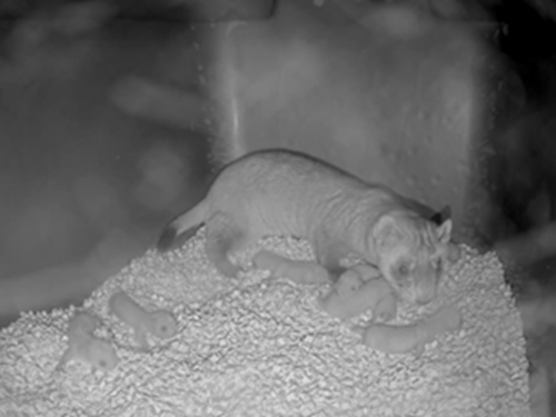Black and white image of a small ferret with eight newly born babies in a small enclosure