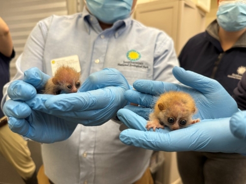 People wearing blue latex gloves hold palm-sized tan, furry animals with large brown eyes.