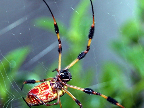 Nephila Clavipes (Banana spider or golden silk spider) C. Frank Starmer