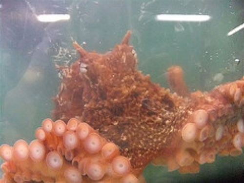 Photo by Tamie DeWitt, Smithsonian’s National Zoo