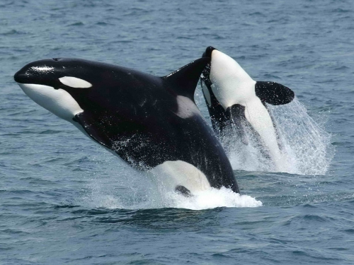 Orcas jumping