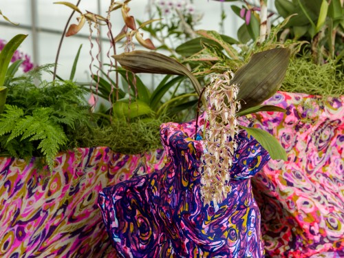 Photograph of live orchid planted in colorful, patterned pot admist other lush greenery.