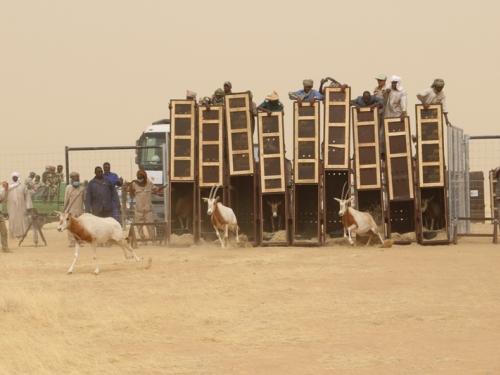Oryx being released into the wild