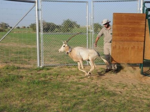Oryx being released froim truck