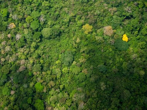 Aerial shot of Forrest