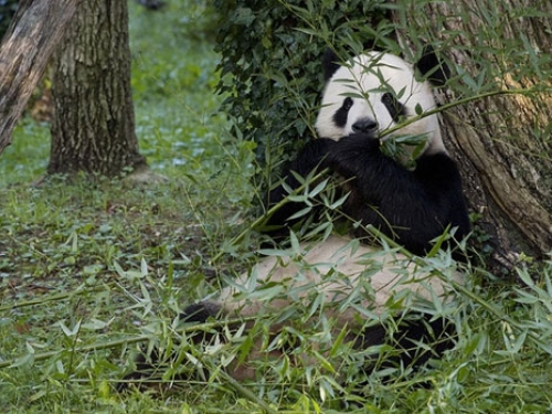 Giant Panda