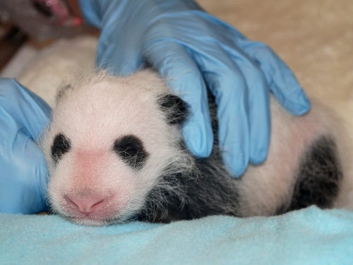 panda cub first vet exam