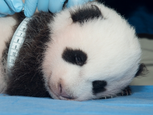 giant panda cub being measured