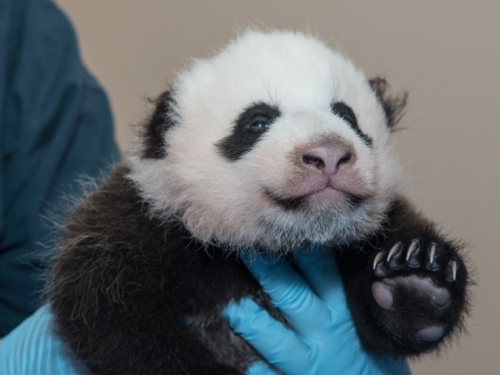 panda cub