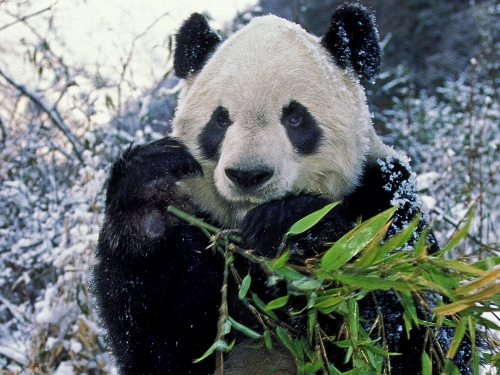 Panda eating bamboo shoot with a snowy background
