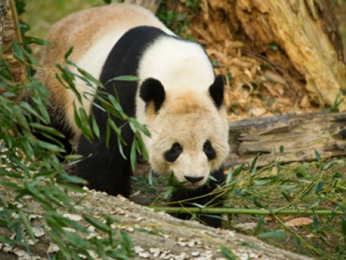 Giant Panda