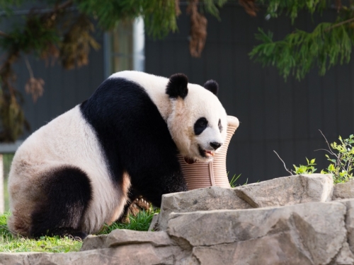 Mei Xiang Photo: Connor Mallon/Smithsonian’s National Zoo