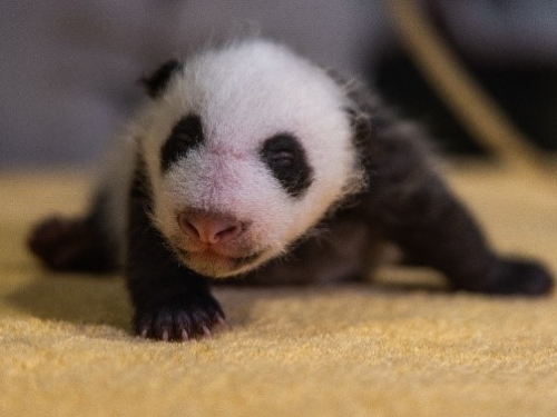 Panda cub