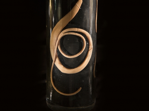 cropped photo of worm in specimen jar