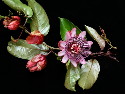 Passiflora ambigua