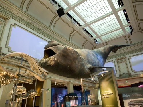 Phoenix the Right Whale in the Sant Ocean Hall