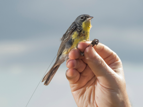 Kirtland's Warbler