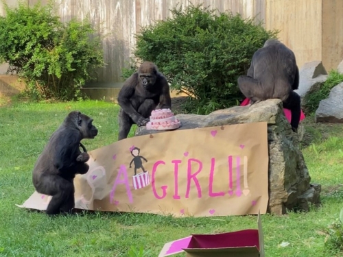 Gorilas playing around sign that says "It's a girl"