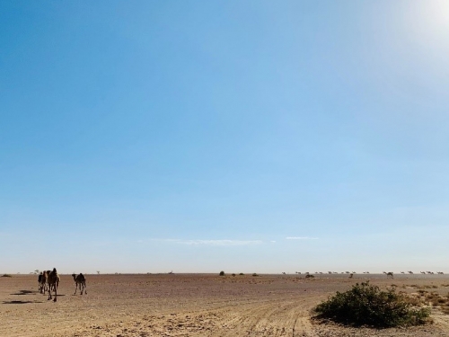 Camels traversing Kenyan desert