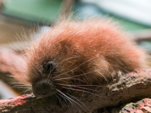 Baby porcupine