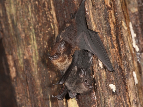 Bat on a tree