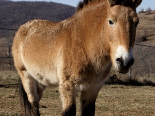 Przewalski’s horse named Rolles