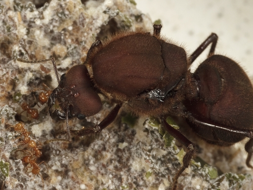 Queen ant with nurse ants