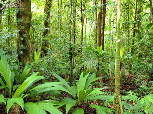 Rainforest