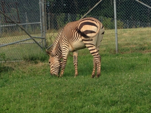 Zebra