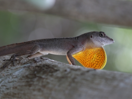 Anole lizard