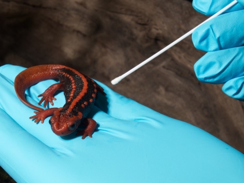 Salamander being swabbed for virus