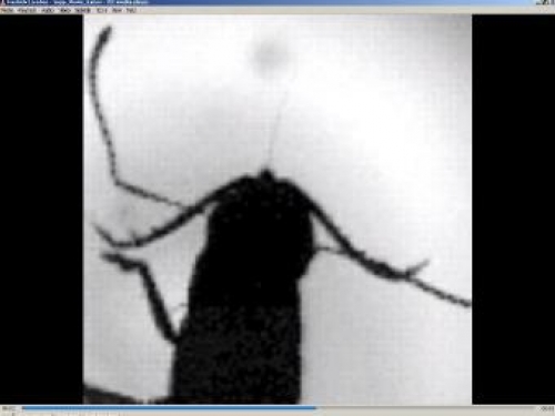 Screenshot showing ant in silhouette