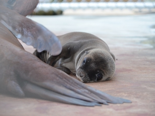 Sea lion pup