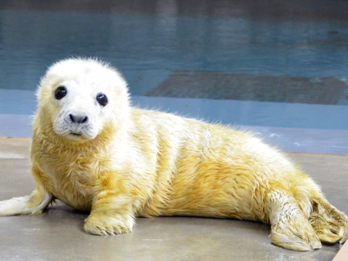 BAby grey seal