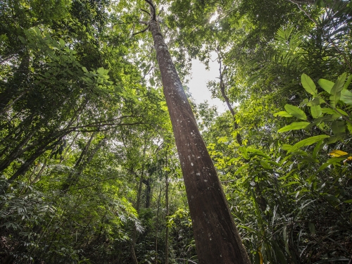 tropical forest