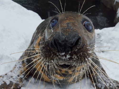Selkie plays in snow