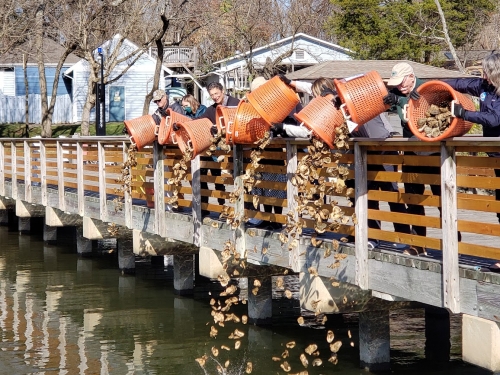 Group of people stand on bridge while dumping large buckets of oysters into water below