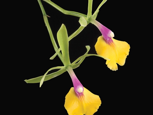 orchid