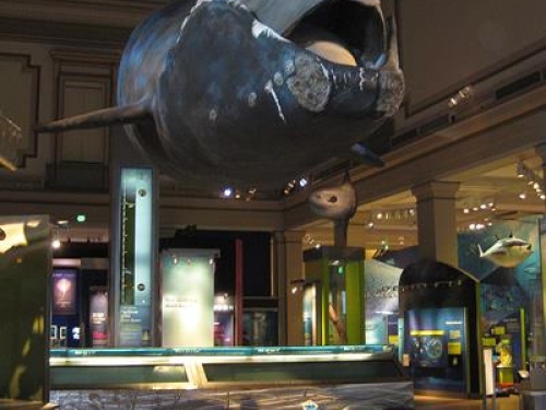 sleeping bags under whale model