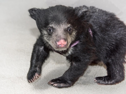 Sloth bear cub