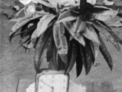 plant with alarm clock