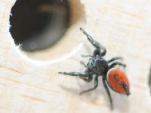 Spidernaut