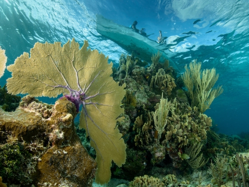 Coral reef
