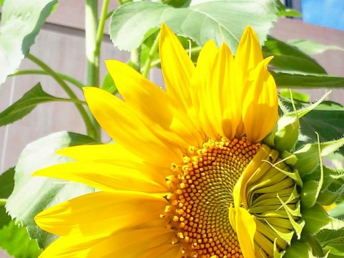 Sunflower opening