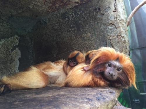 Golden lion tamarins