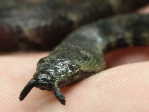 Tentacled snake