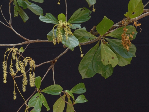 close up of tree branch