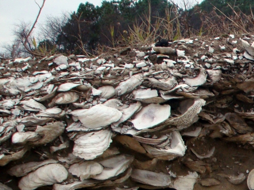 closeup of oyster midden