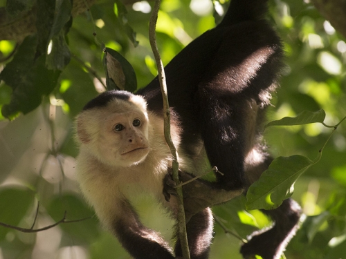Capuchin monkey